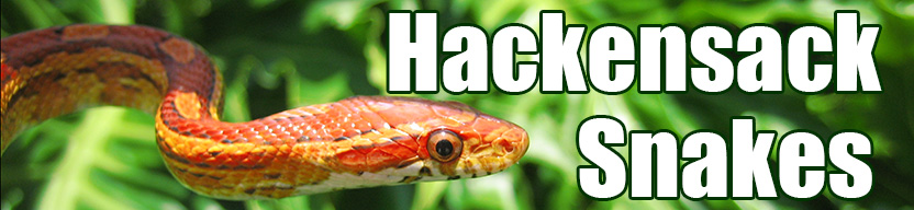 Hackensack snake